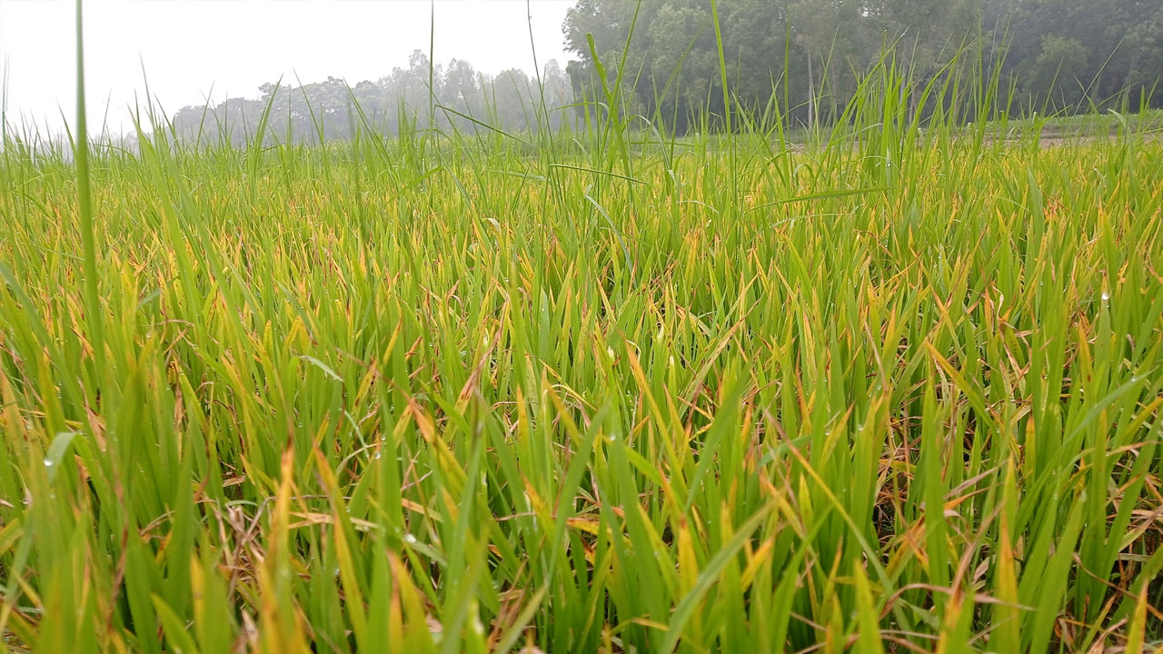 কোল্ড ইনজুরিতে নষ্ট হচ্ছে বীজতলা, বোরো চাষে শঙ্কায় কৃষক