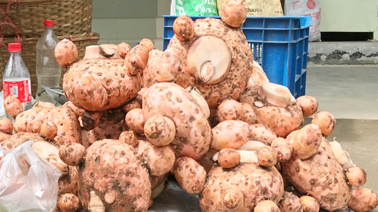 শীতকালে রোগমুক্ত থাকতে প্রতিদিন খান ওল