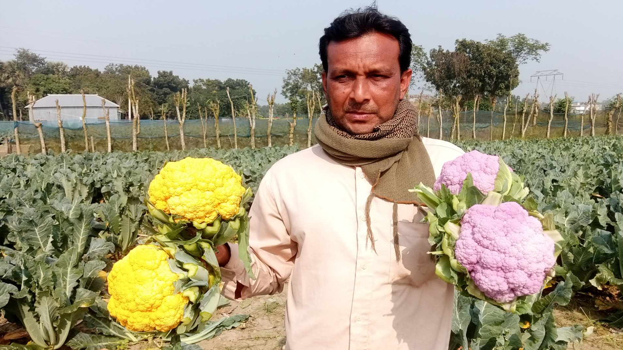 ইউটিউব দেখে রঙিন কপি চাষে বাজিমাত পাবনার আসলামের