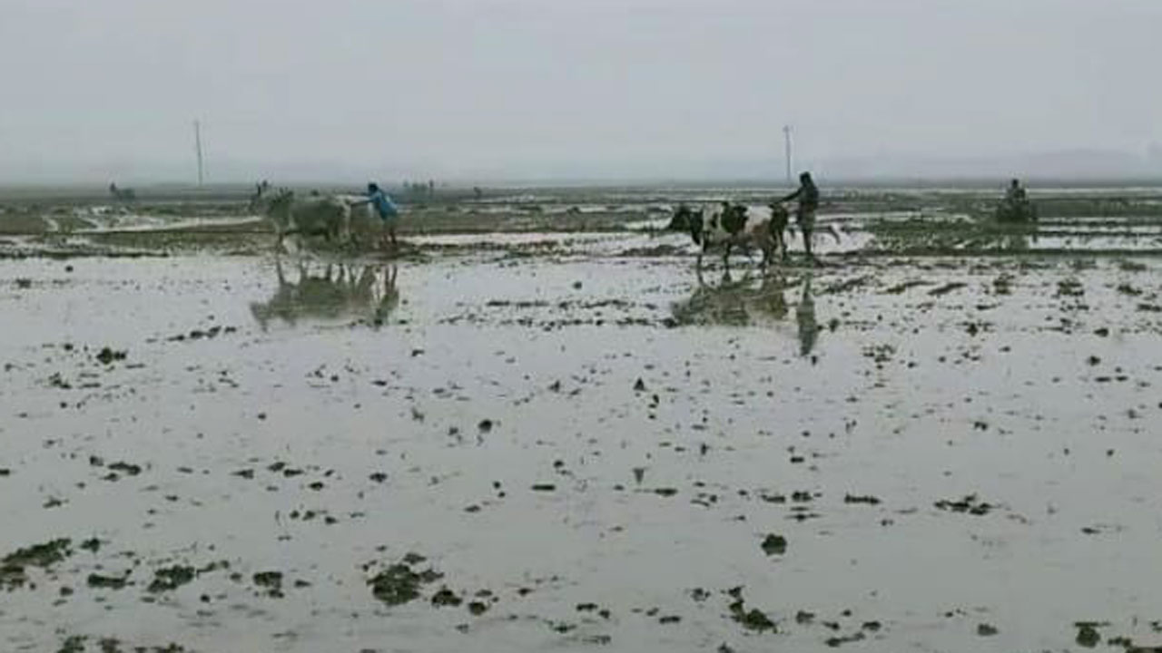 মাঘের শীতে গুঁড়ি গুঁড়ি বৃষ্টি, বিপর্যস্ত চুয়াডাঙ্গার জনজীবন