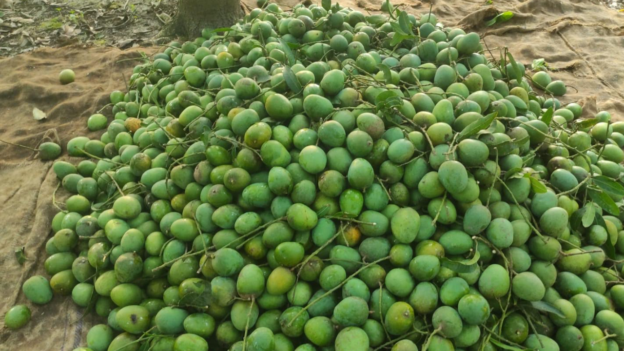 দেশের সীমানা পেরিয়ে সাতক্ষীরার আম যাচ্ছে ইউরোপে