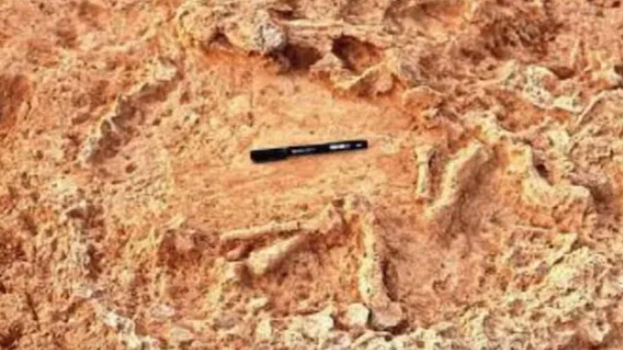 ৪১ হাজার বছরের পুরোনো পাখির বাসার সন্ধান!