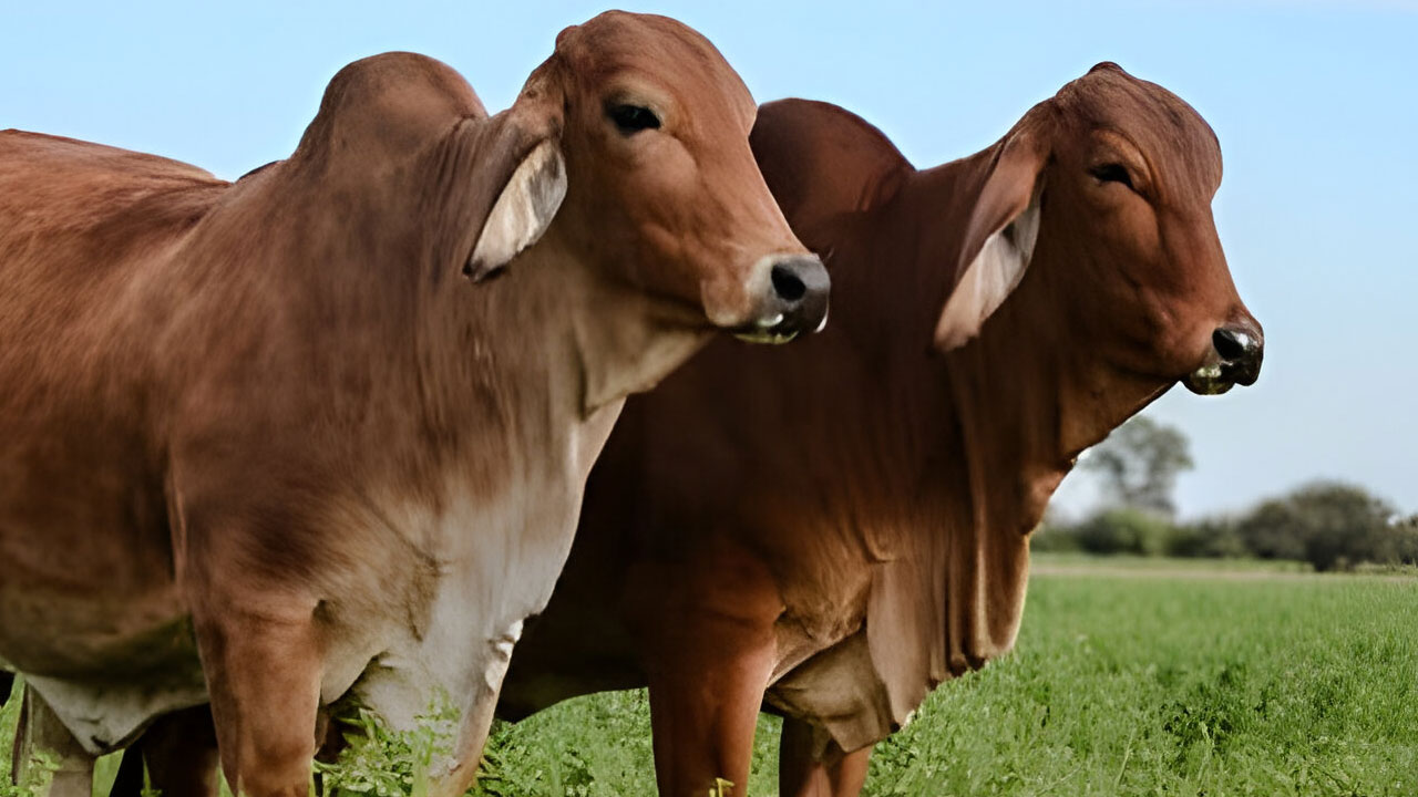 মুসাফিরকে কোরবানি দিতে হবে?