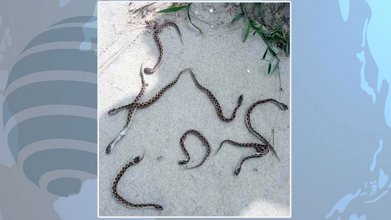 রাজশাহীতে দেখা মিলল সাত রাসেলস ভাইপারের, পিটিয়ে মারল এলাকাবাসী