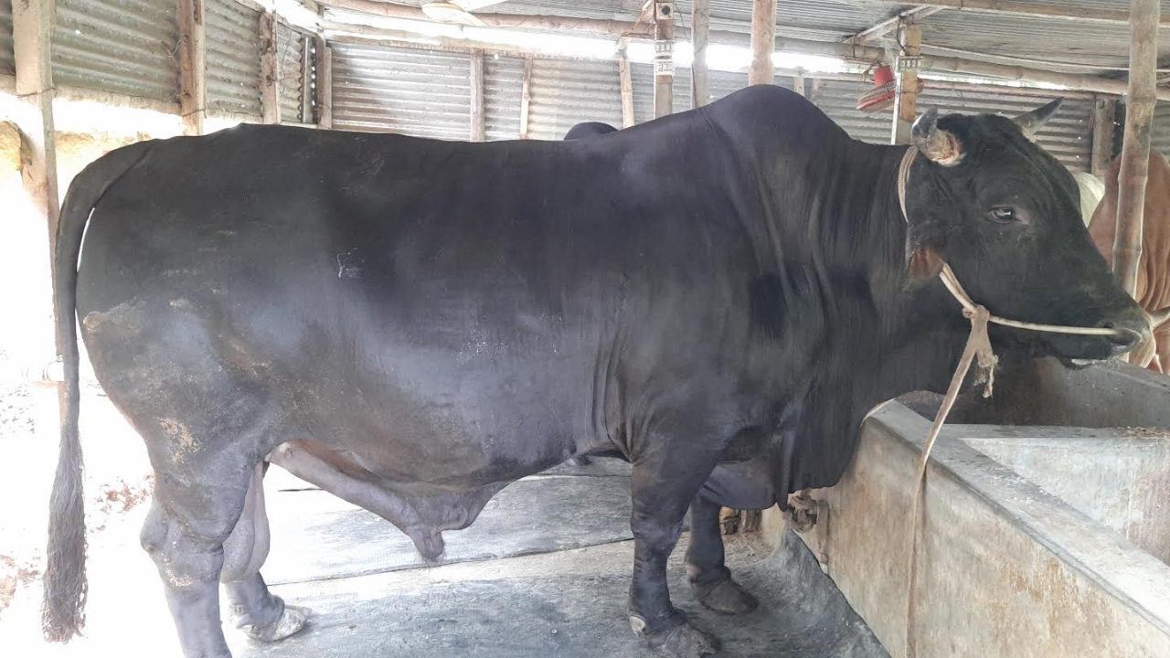 ১৩০০ কেজির কালা মানিক, দাম ১৫ লাখ