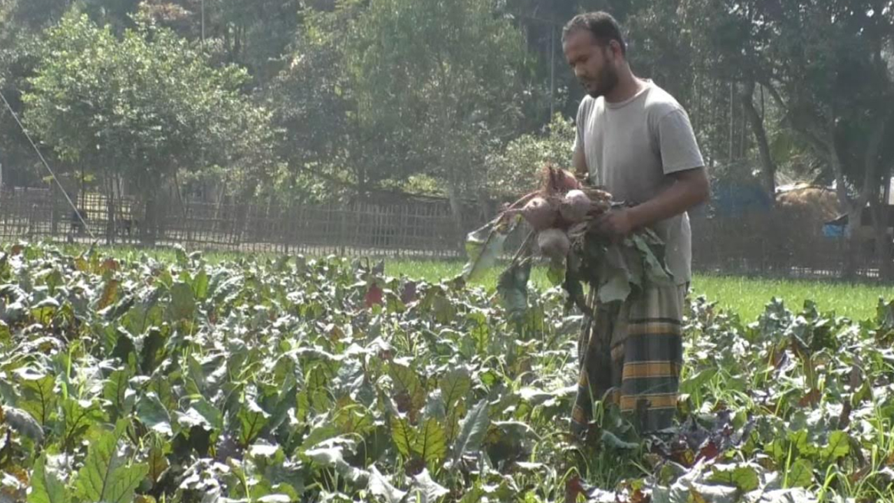 বিটরুট চাষ করে তাক লাগিয়ে দিয়েছেন ইঞ্জিনিয়ার