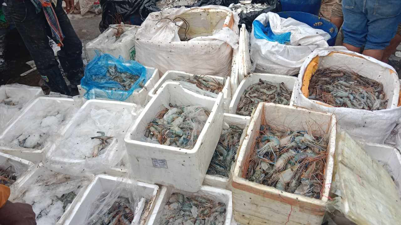 ৫৬৬ কেজি জাটকা ও ৫৩৭ কেজি জেলি দেওয়া চিংড়ি জব্দ, জরিমানা ১৮ লাখ