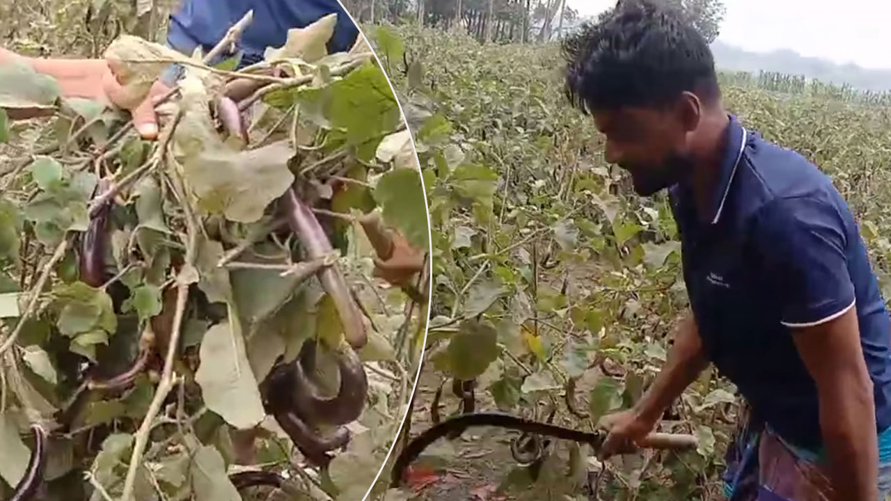 বেগুনের কেজি ৫ টাকা, ক্ষোভে জমির সব বেগুন গাছ কেটে ফেললেন কৃষক