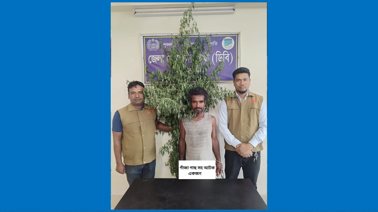 বাড়ির আঙিনায় গাঁজা চাষ করতেন ফজলু