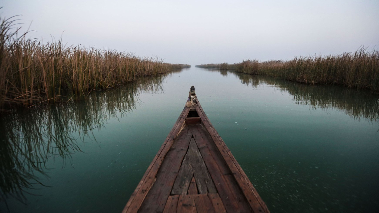 ছোট কুমিরকে গিলে খেলো বড় কুমির (ভিডিও)