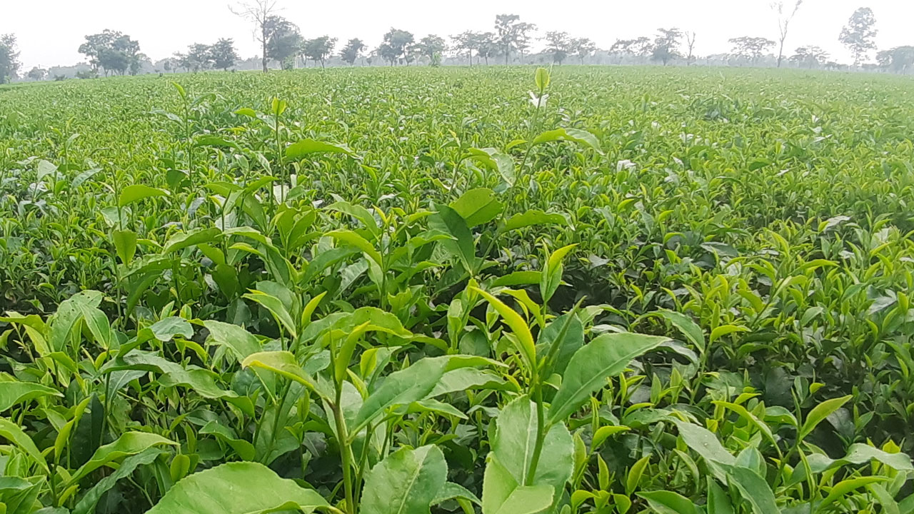 পঞ্চগড়ে চা উৎপাদনে রেকর্ড, দামে হতাশা কৃষকদের