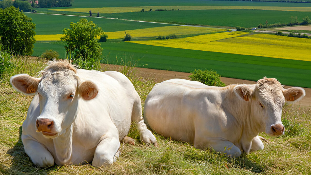 ঋণ থাকলে কোরবানি করা যাবে?