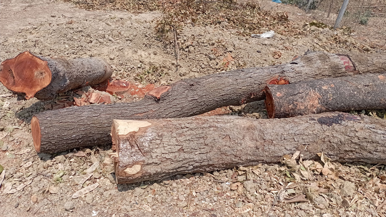 ২৫০ মিটার ড্রেনের জন্য ২ কিলোমিটারের গাছ কেটে সাবাড়