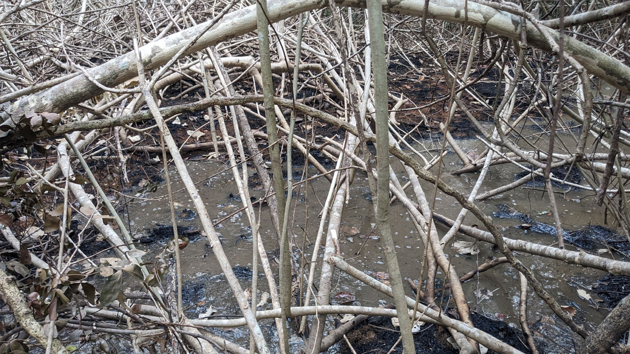 সুন্দরবনে আগুন : পোড়া বনে জোয়ার ও বৃষ্টির পানি জমেছে