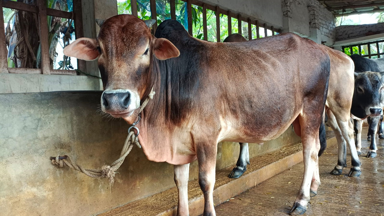 কোরবানির পশু প্রস্তুতে ব্যস্ত সময় পার করছেন সাতক্ষীরার খামারিরা