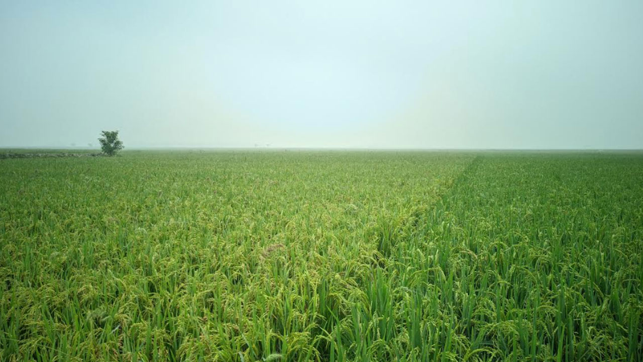 হাওরাঞ্চলে আগাম বন্যার আশঙ্কা, দ্রুত পাকা ধান কাটার নির্দেশ
