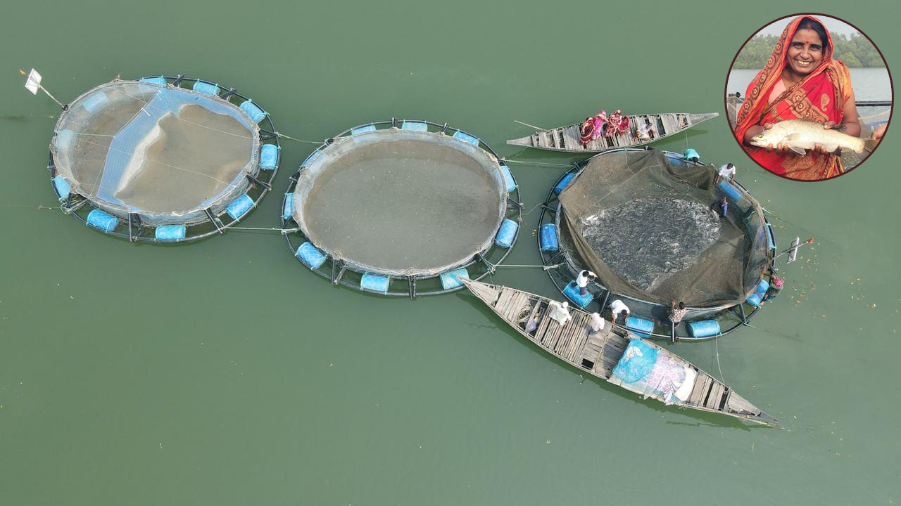 কৃত্রিম খাদ্যে খাঁচায় কোরাল চাষে যুগান্তকারী সাফল্য