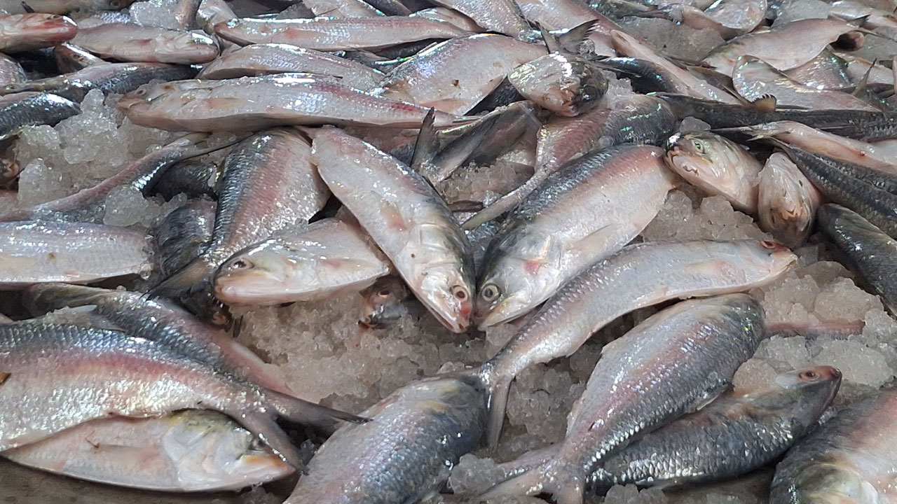 চড়া দামে বিক্রি হচ্ছে ইলিশ 