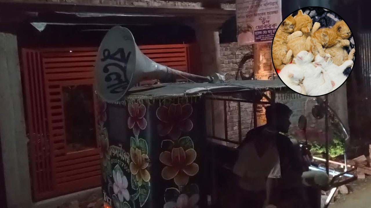 ৭টি ছানা ফেলে নিখোঁজ মা বিড়াল, মাইকিং করে ফেরত পেলেন মালিক