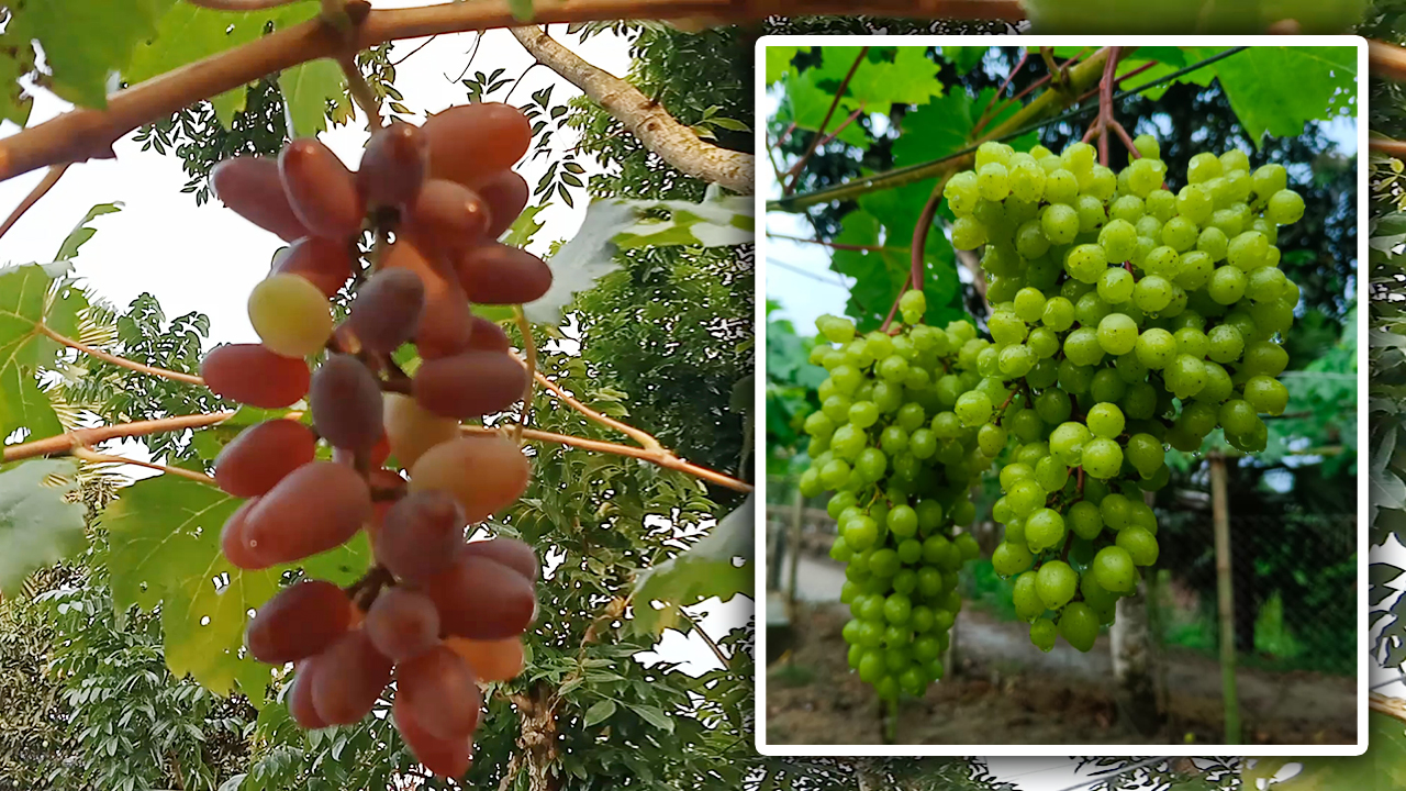 লাল-সবুজ রঙের আঙুর চাষ করে তাক লাগিয়ে দিলেন কামরুজ্জামান