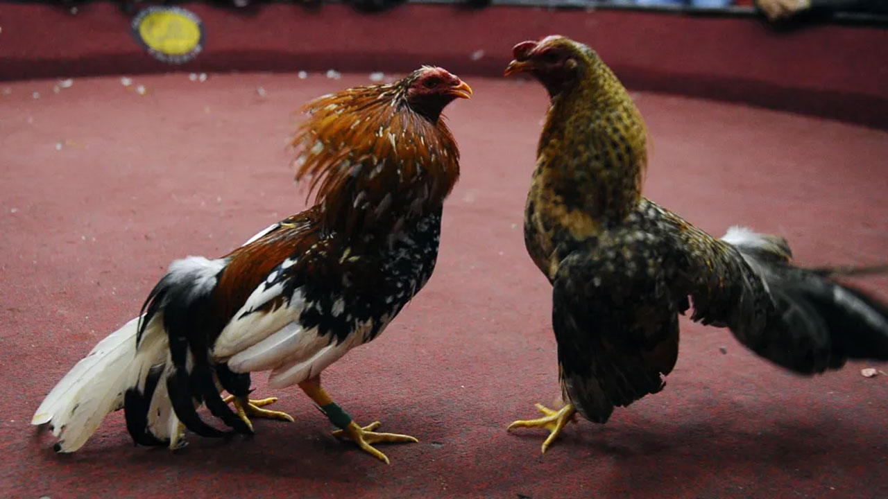 ইকুয়েডরে মোরগ লড়াইয়ে বন্দুকধারীদের গুলিতে ১২ জন নিহত