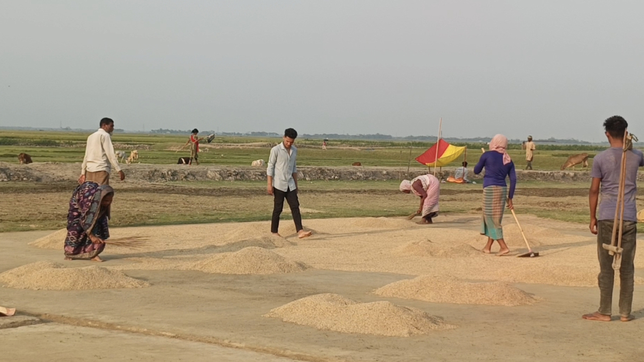 হাওরে সোনালি ধানের ফলন, বর্গাচাষিদের ভাগ্যে নেই আলোর ছোঁয়া