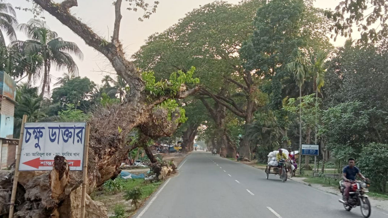 অপসারণ করা হচ্ছে মরা ও ঝুঁকিপূর্ণ শতবর্ষী গাছ