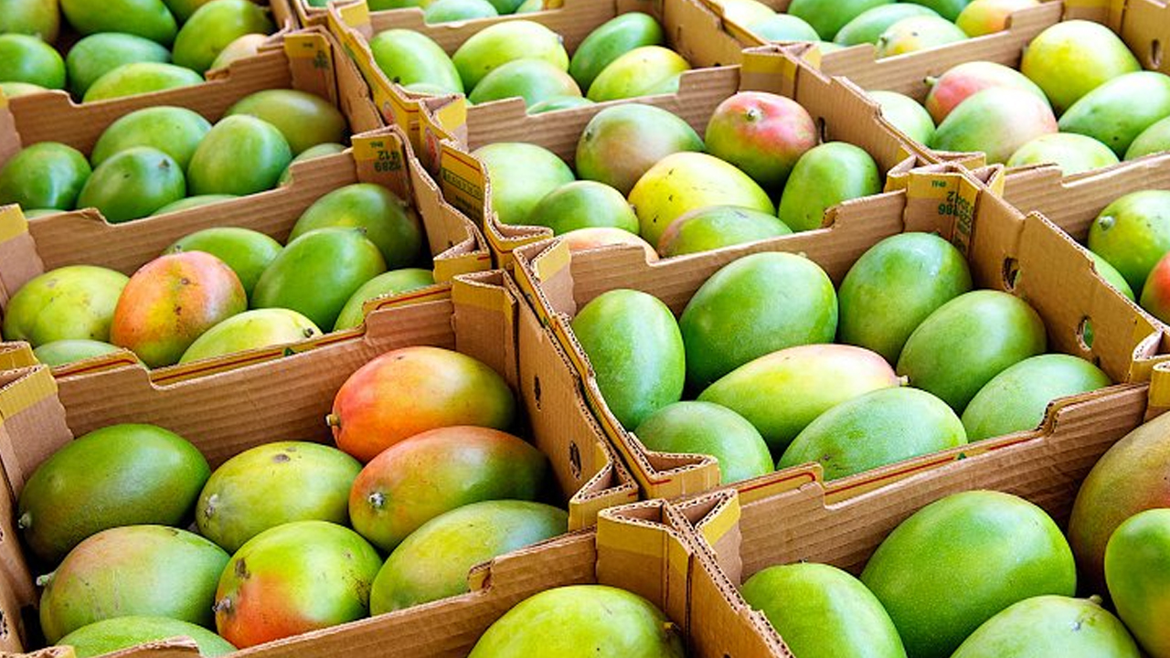 ২৪ ঘণ্টার মধ্যে ২৫ জেলায় আম পৌঁছে দেবে ডাক বিভাগের ‘স্পিডপোস্ট’