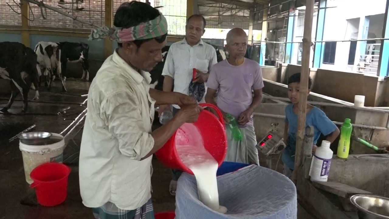 নীলফামারীতে বেড়েছে দুধ উৎপাদন, তবু মিটছে না চাহিদা