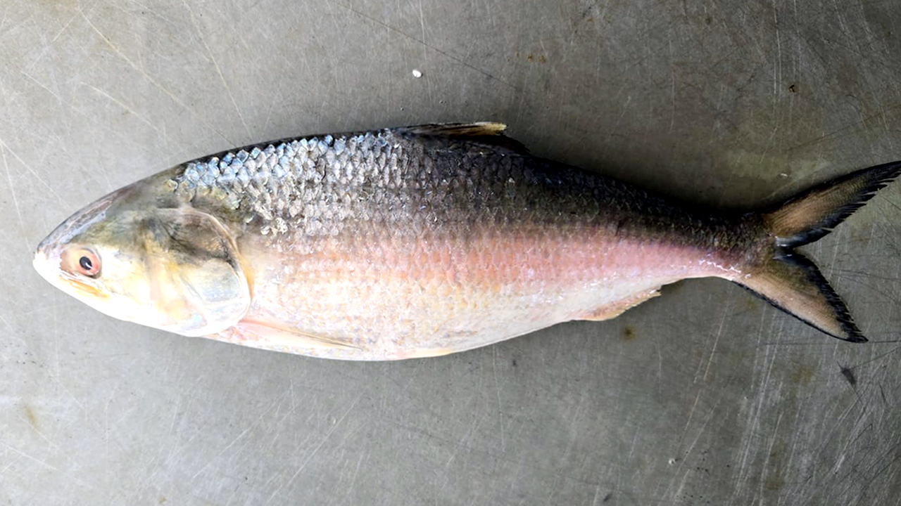 পদ্মার এক ইলিশের দাম সাড়ে ৮ হাজার টাকা