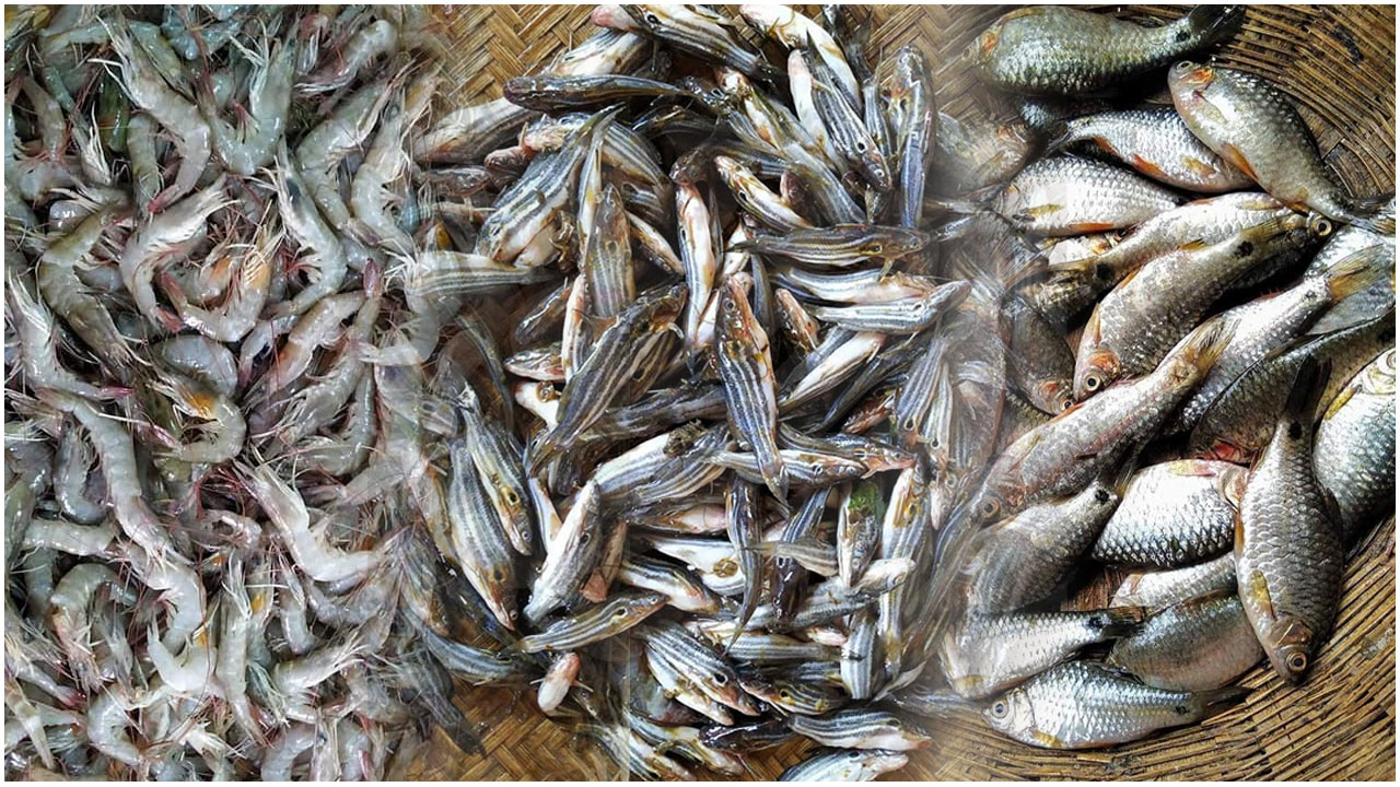 ‘ছোট মাছ’ যেন সোনার হরিণ, তেলাপিয়া-পাঙ্গাসও যাচ্ছে সাধ্যের বাইরে!