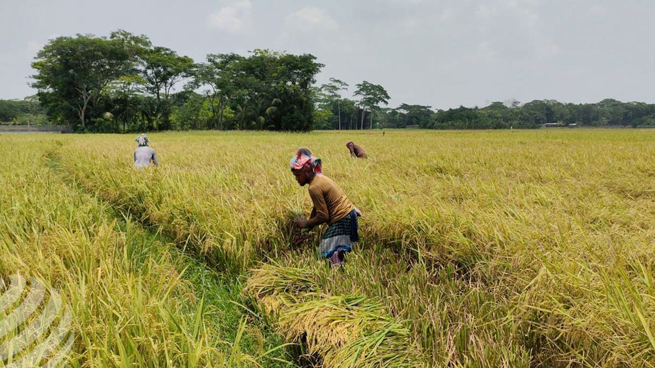 বোরো সংগ্রহ কর্মসূচি : লক্ষ্যমাত্রার বেশি সংগ্রহ