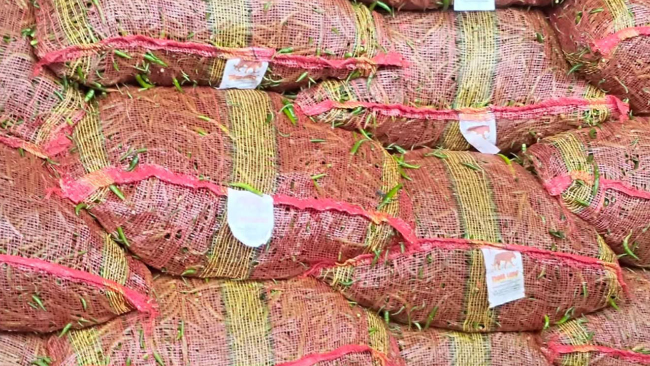 সোনামসজিদ বন্দর দিয়ে ভারত থেকে এলো ৮ টন কাঁচামরিচ