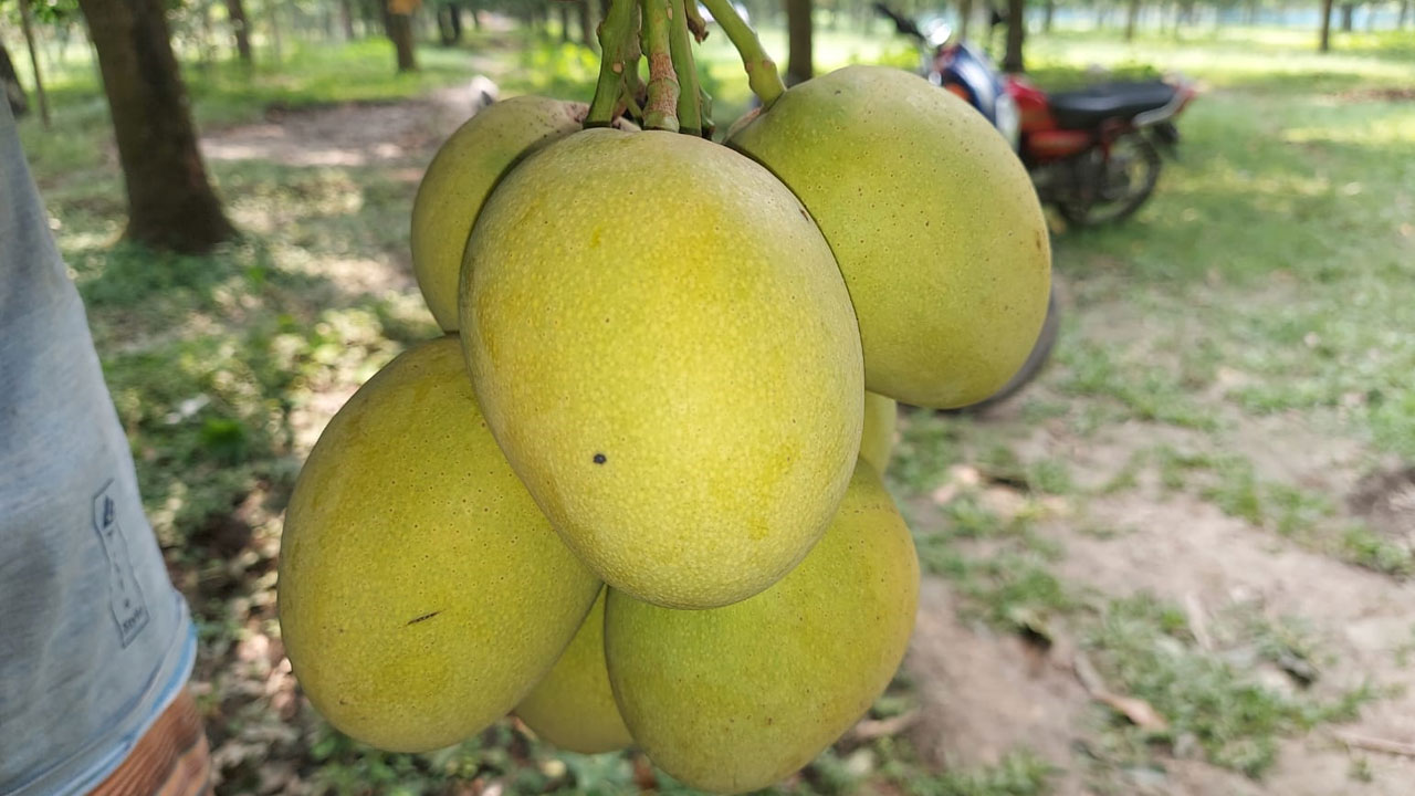 চাঁপাইনবাবগঞ্জে গৌড়মতি আমে নতুন সম্ভাবনা