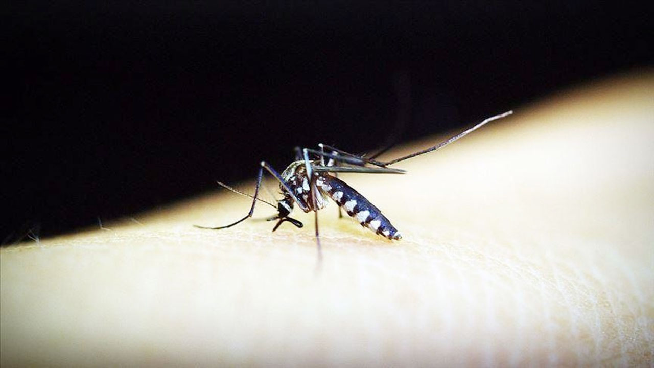 চিকুনগুনিয়া : ৮ মাসে ১৬ দেশে আক্রান্ত ২ লাখ ৪০ হাজার, মৃত্যু ৯০