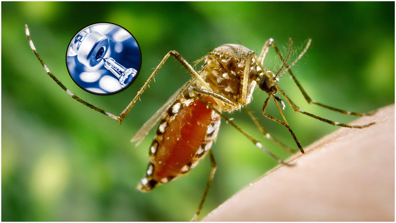 চিকুনগুনিয়ার টিকা ইক্সচিক স্থগিত করল যুক্তরাষ্ট্র