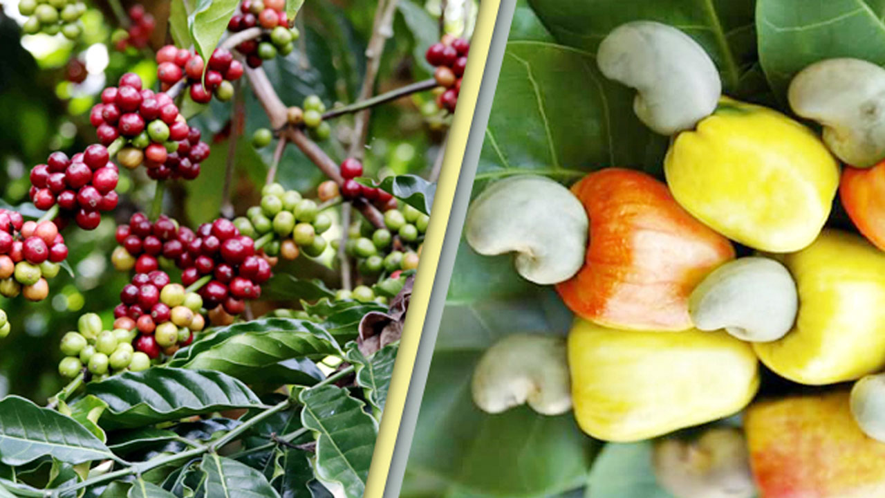 কাজু ও কফিতে পাহাড়ি কৃষির নতুন দিগন্ত