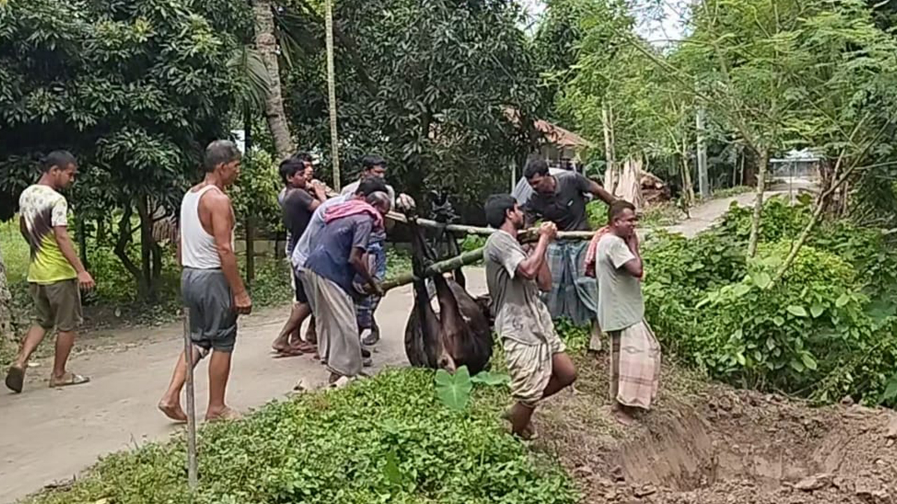 ঘাসে বিষ দিয়ে কৃষকের গাভি হত্যার অভিযোগ, ময়নাতদন্তের উদ্যোগ