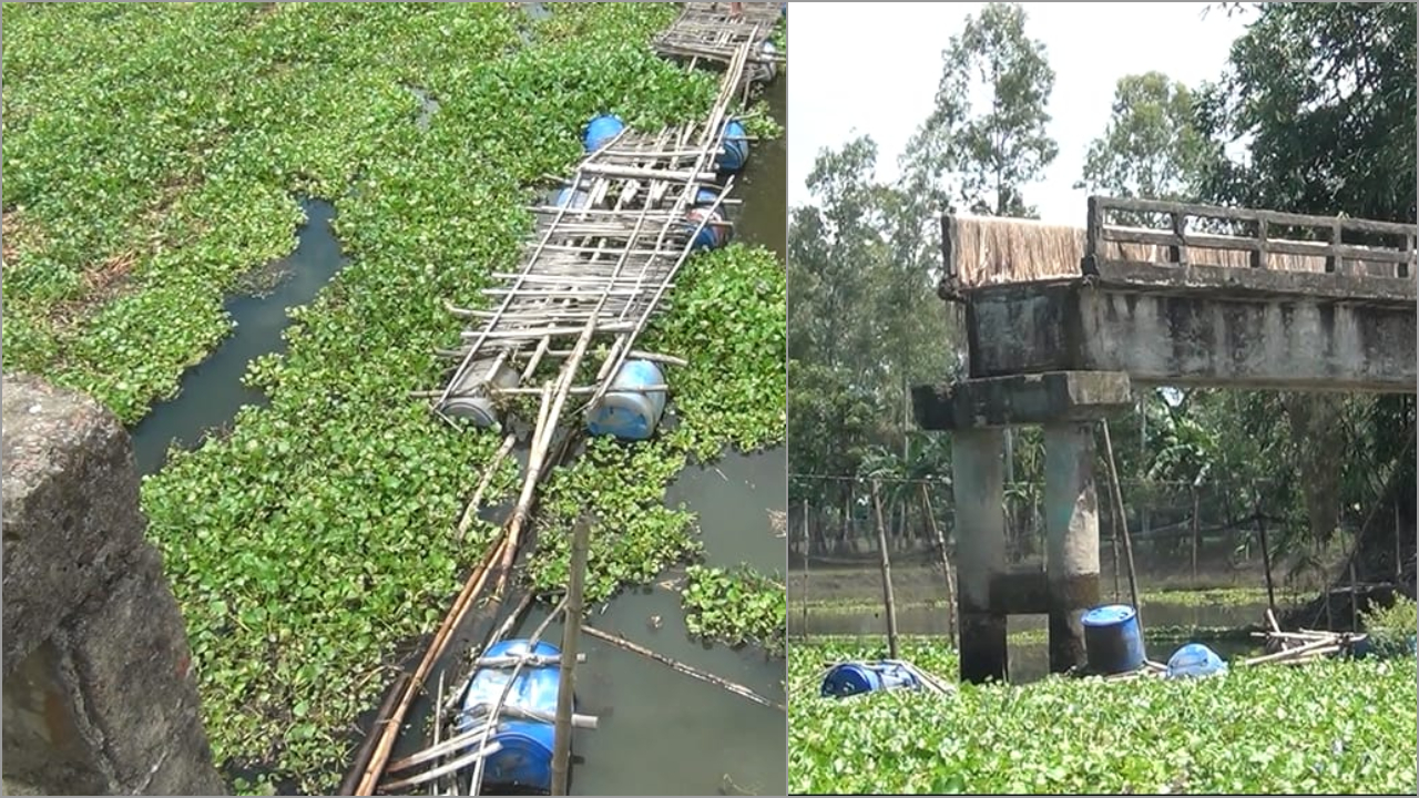 ৮ বছর ধরে ভাঙা সেতু, বাঁশের সাঁকোয় ঝুঁকি নিয়ে হাজারো মানুষের চলাচল