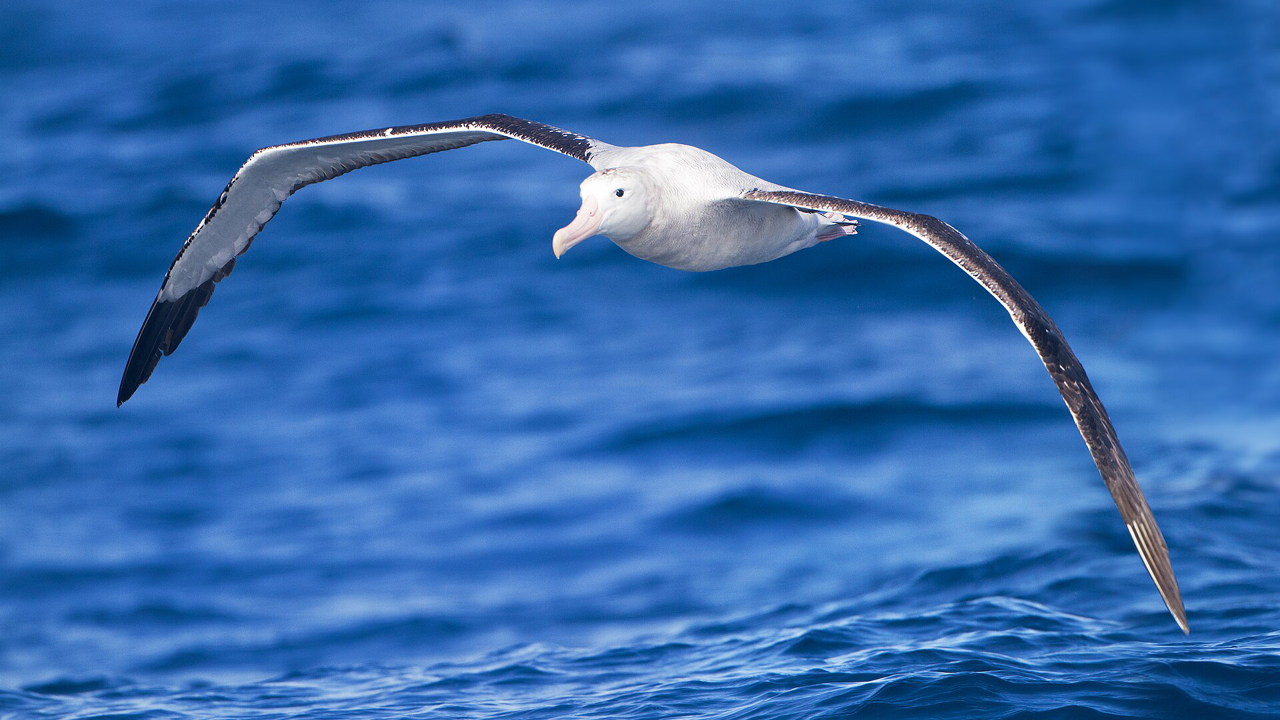 ডানা না ঝাপটিয়ে হাজার কিমি উড়তে পারে যে পাখি
