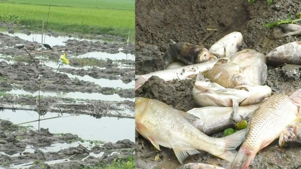 সরকারি জমিতে অবৈধভাবে পাট পঁচানোর অভিযোগ, ক্ষতিগ্রস্ত মাছ চাষি