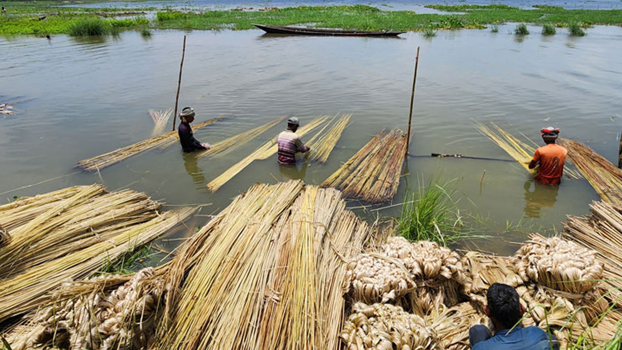 ১৭ দেশের বাজার হারিয়েছে কাঁচাপাট, কমেছে রপ্তানি