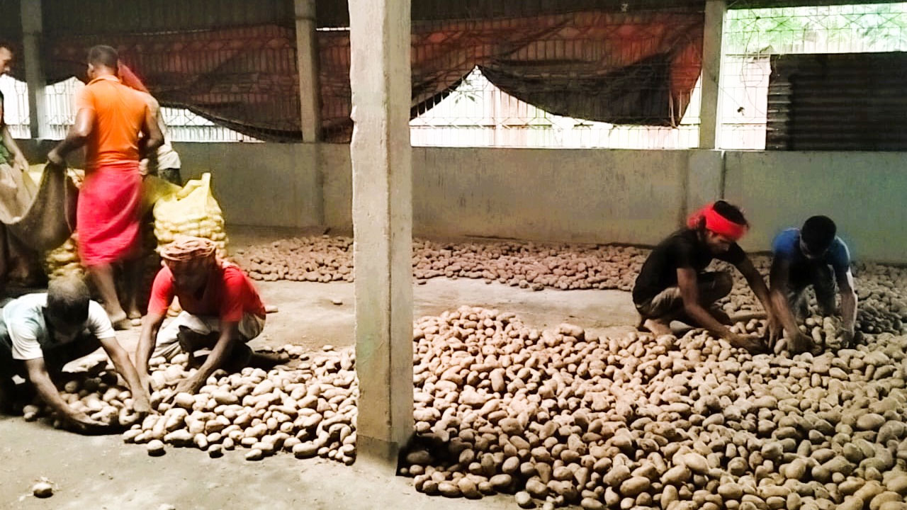 কেজিতে ১৪ টাকা লোকসান, হতাশ আলুচাষিরা