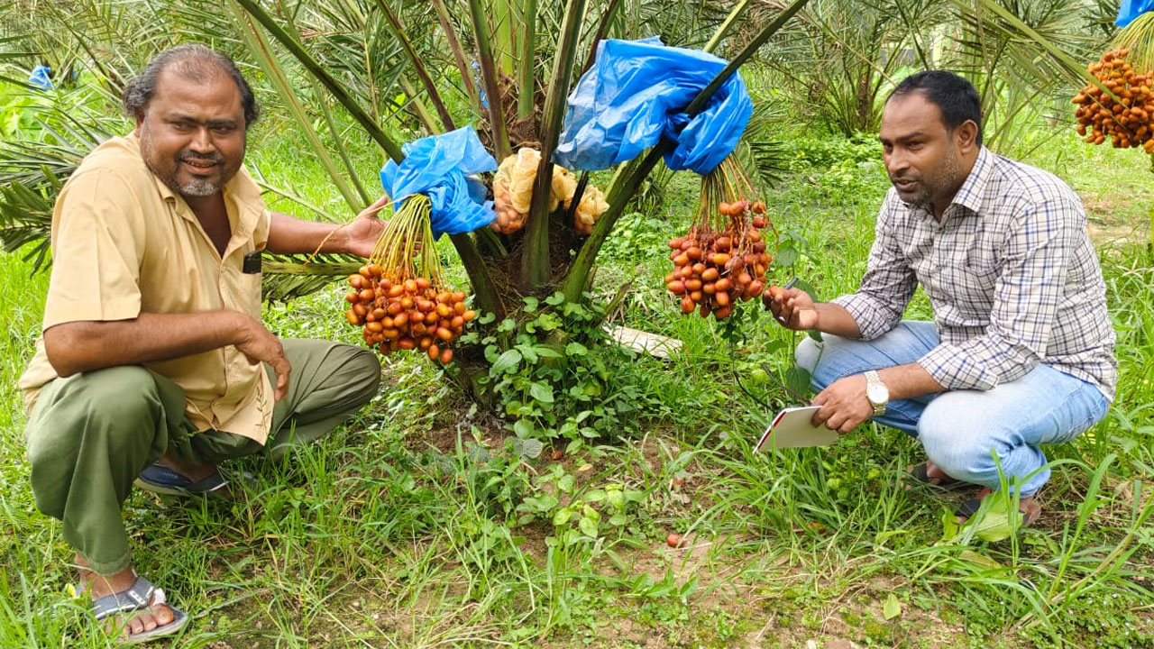 ময়মনসিংহে চাষ হচ্ছে সৌদির খেজুর, কৃষকের বাজিমাত