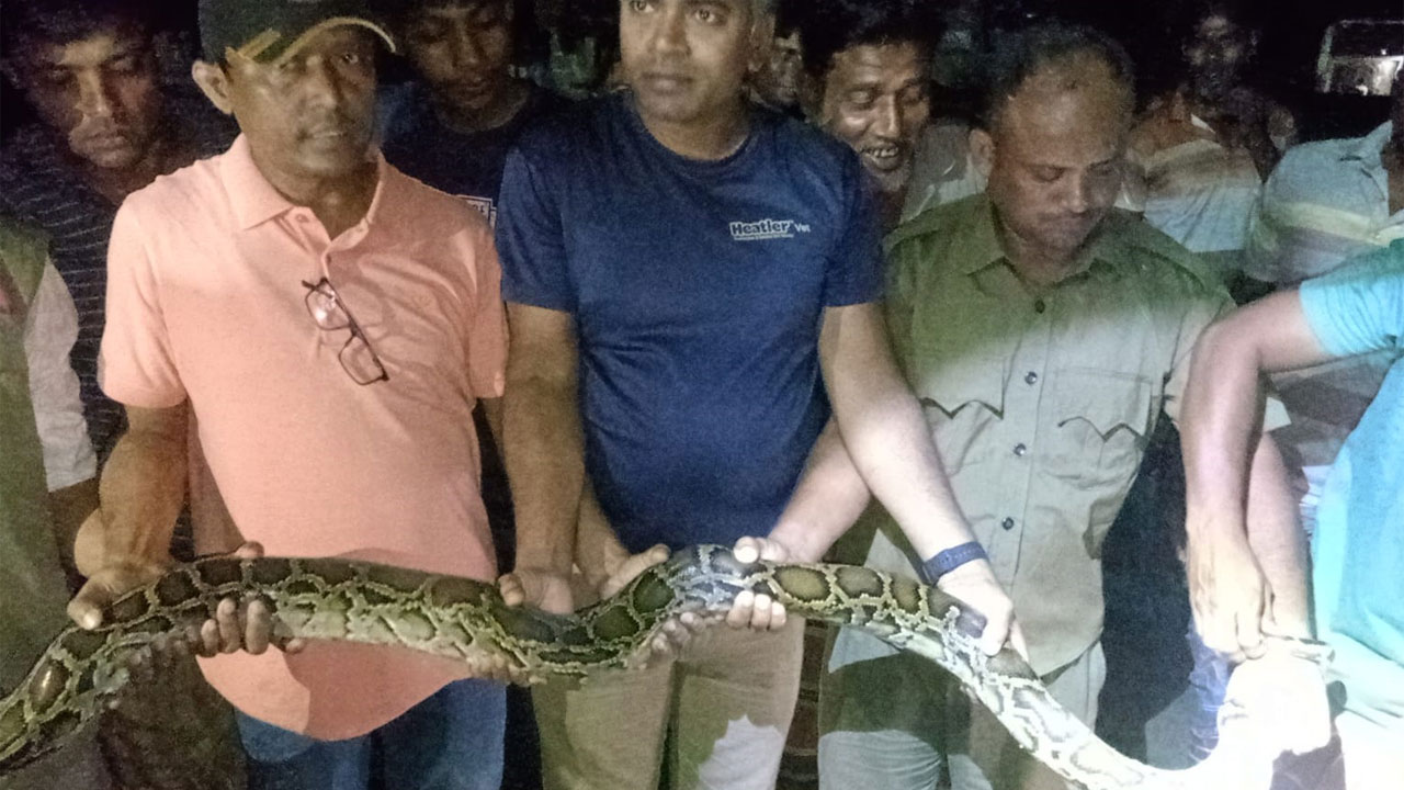 চুয়াডাঙ্গার ইতিহাসে প্রথম অজগর উদ্ধার