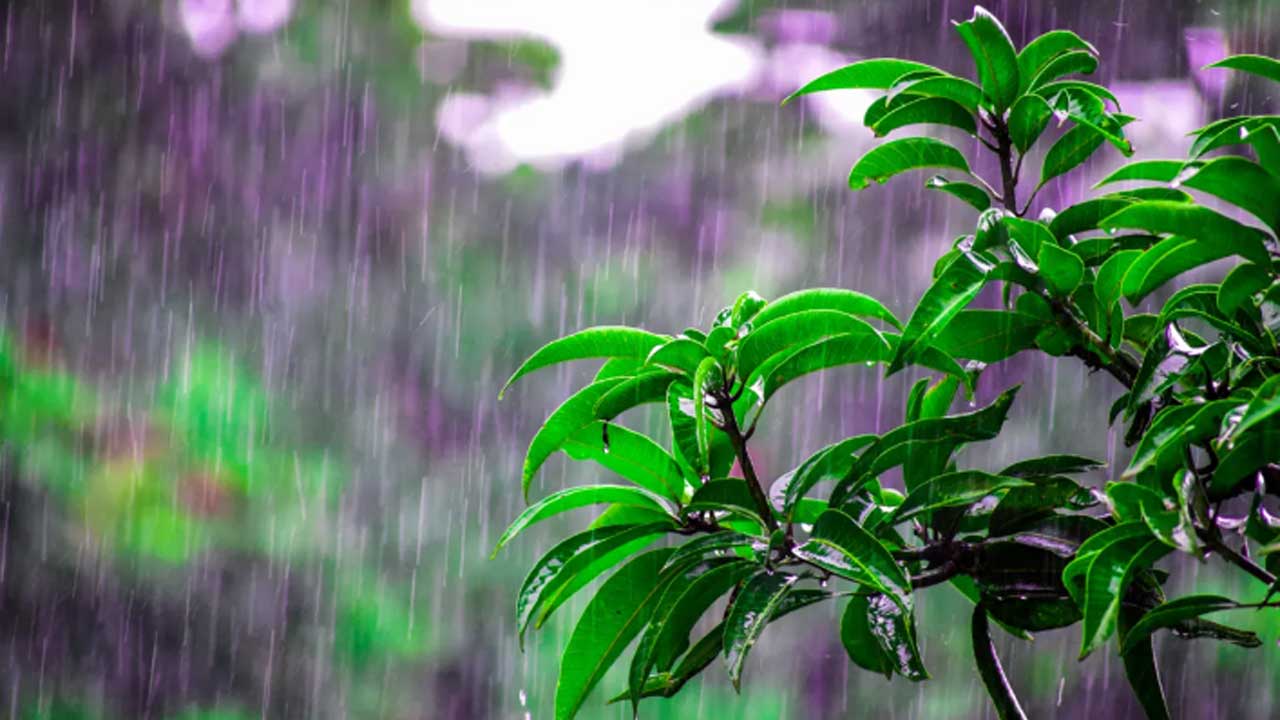 দেশজুড়ে বৃষ্টির আভাস, কোথাও হতে পারে ভারী বর্ষণ