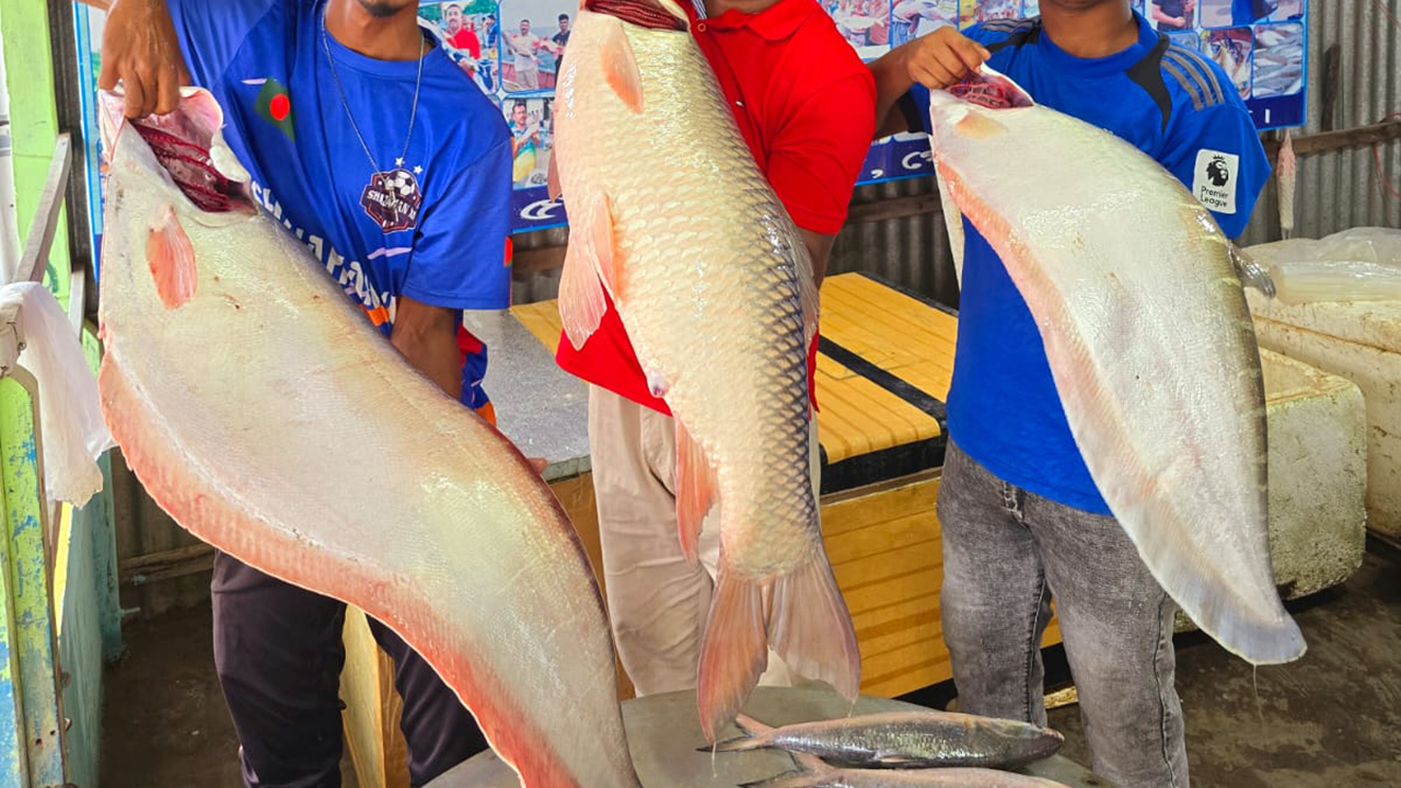 পদ্মার এক রুই-দুই চিতল বিক্রি হলো ৮৯ হাজার টাকায়