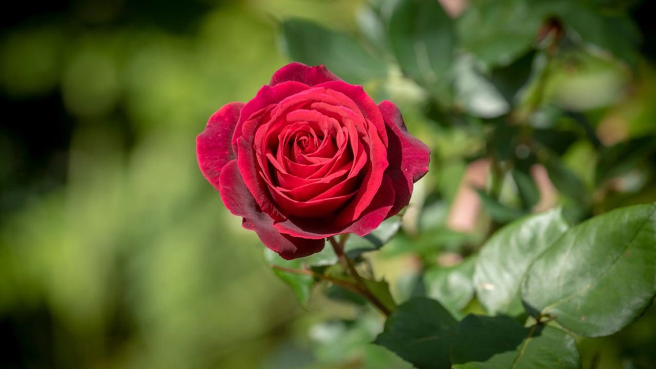 সবার শেষে জান্নাতে প্রবেশকারী আল্লাহর কাছে যা চাইবে