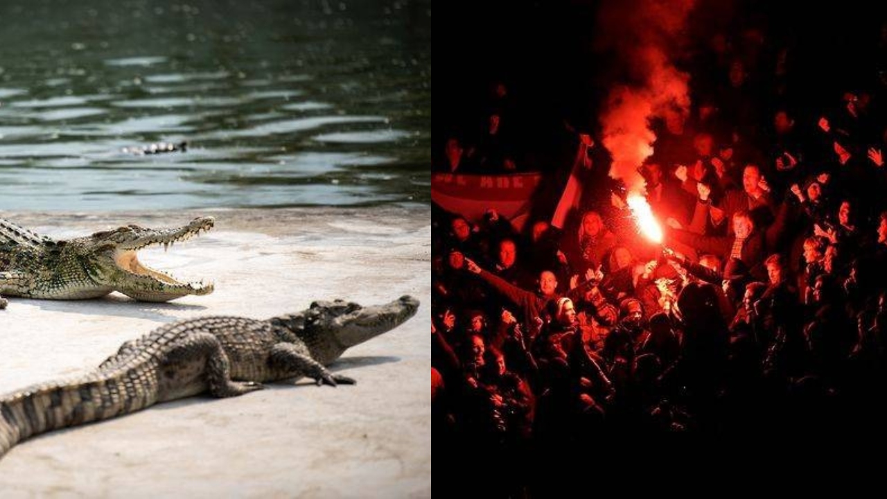 ফুটবলারদের সুরক্ষায় বাস্তবেই খাল কেটে কুমির আনতে চেয়েছিল যে ক্লাব