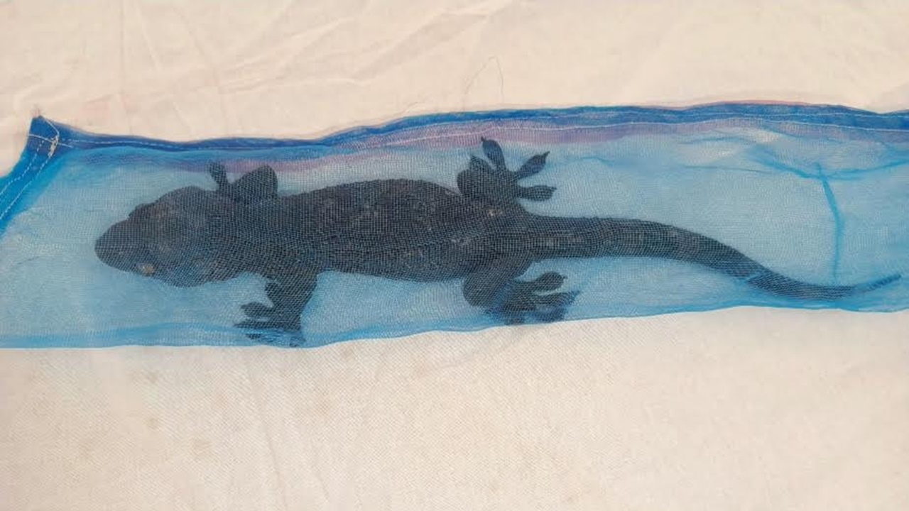 বাগেরহাটে বিরল প্রজাতির তক্ষকসহ পাচারকারী আটক